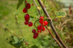Rote-Ribisel-garten
